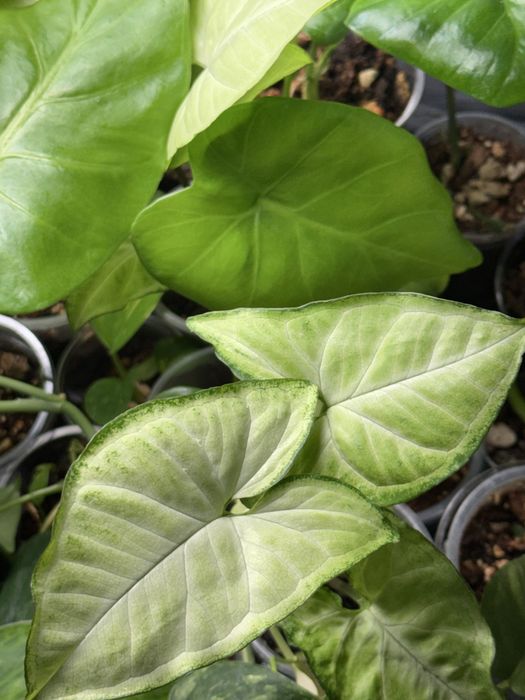 Комнатные растения