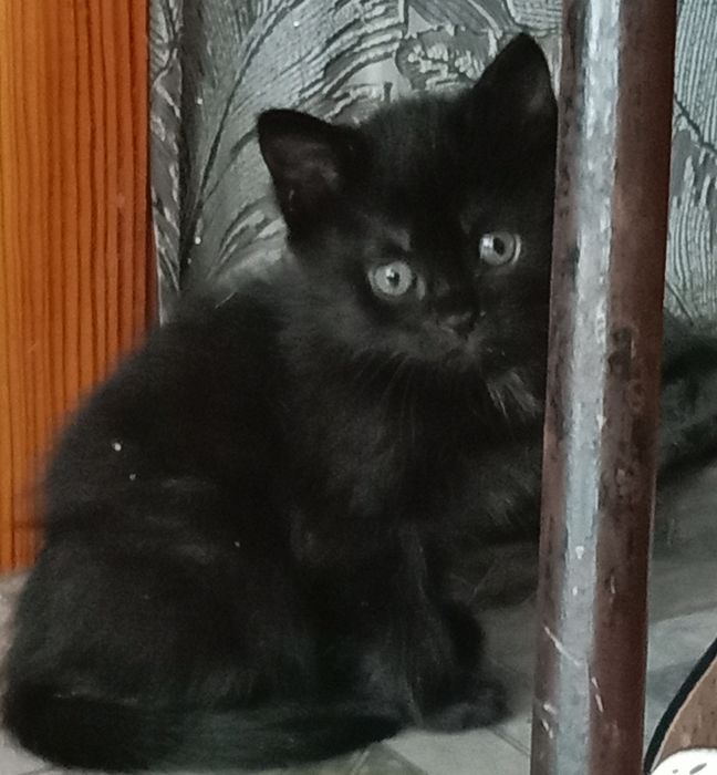 Отдам котёнка в добрые руки
