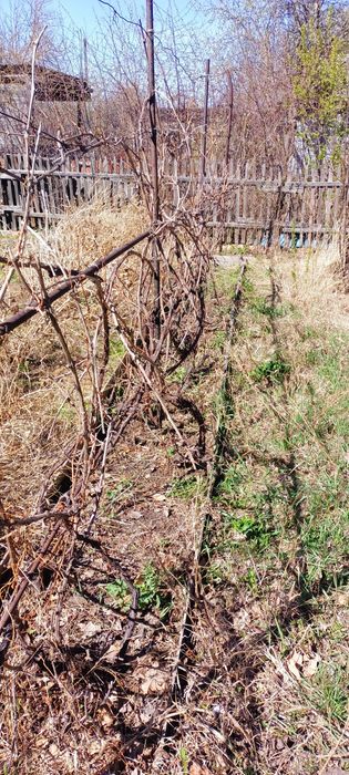 Дача Нефтяник 4 сотки