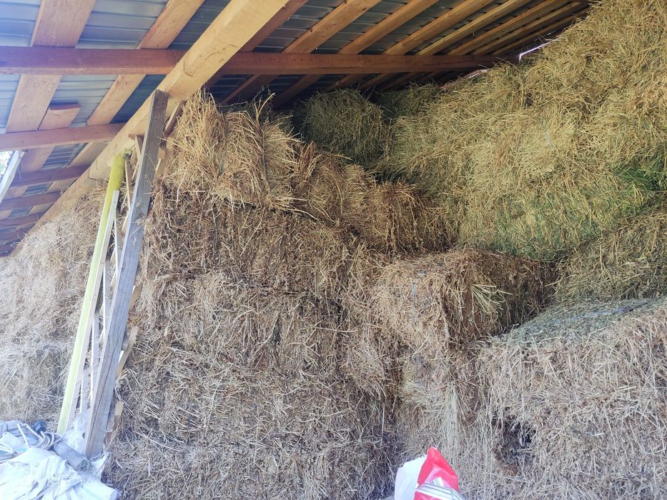 Baloți lucerna dreptunghiulari