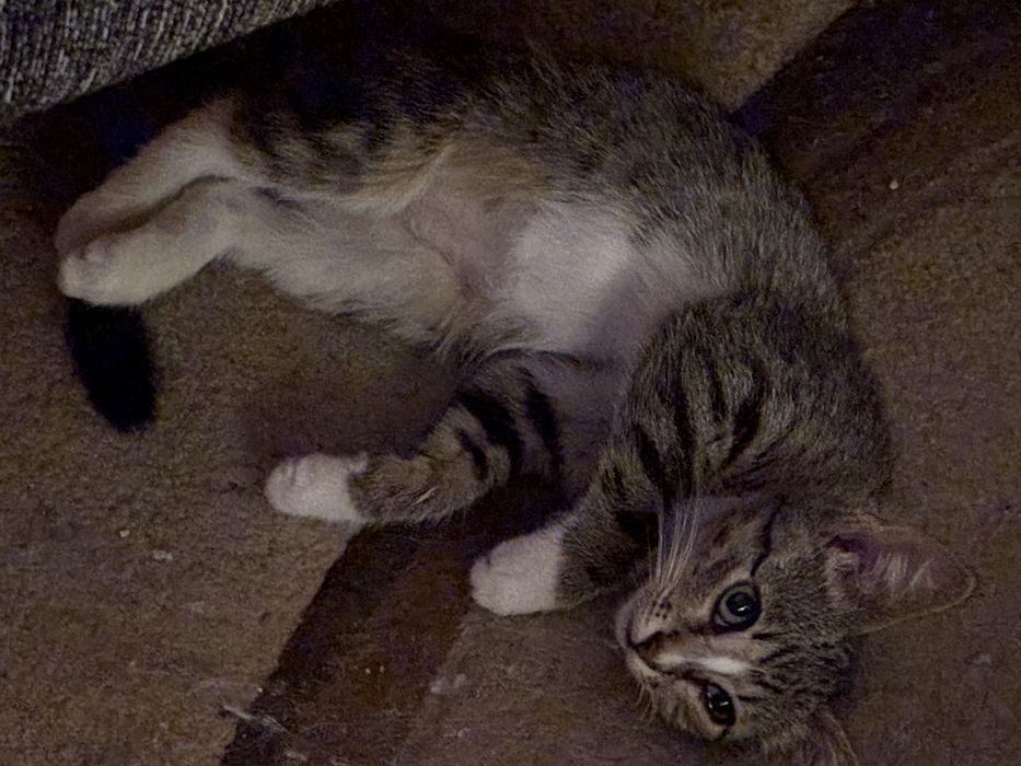 Ofer pui pisica spre adoptie