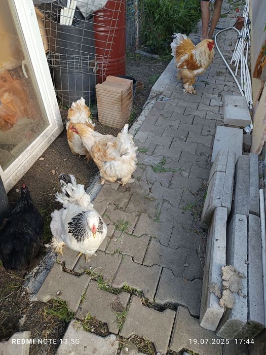 Pui de austrolorp și brahma