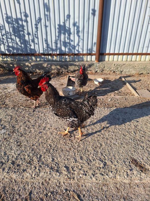 Продается петухи