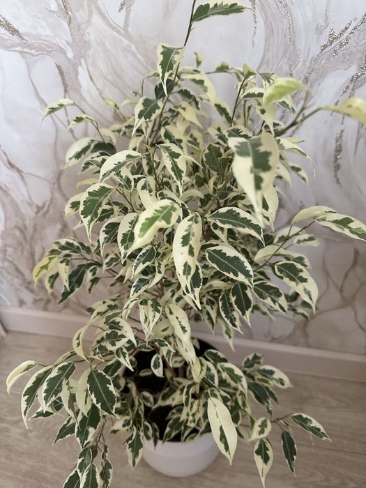 Комнатные цветы разные