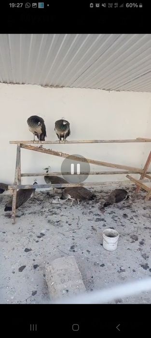 Продоется павлины