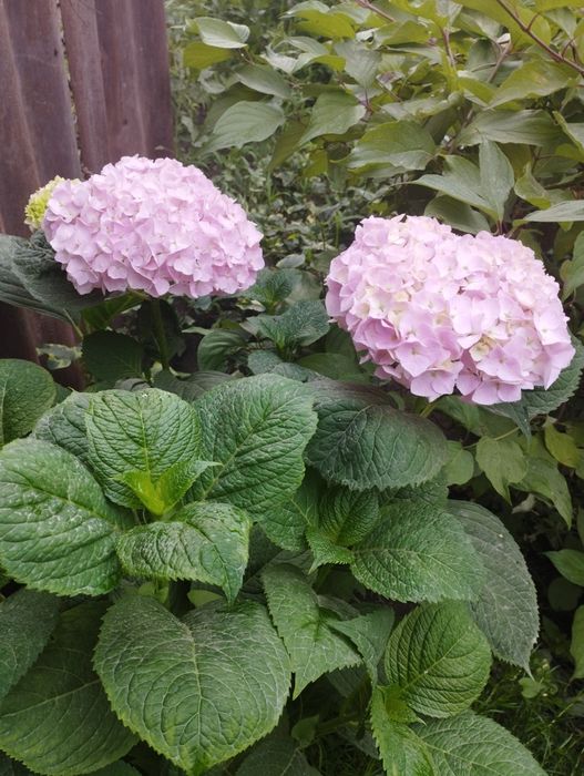 Продам многолетники