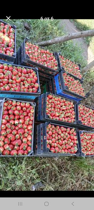 Продавам расад ягоди и малини