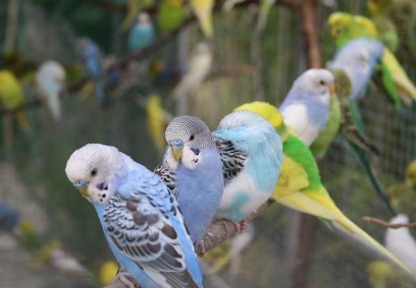 Попугай волнистые сатылады