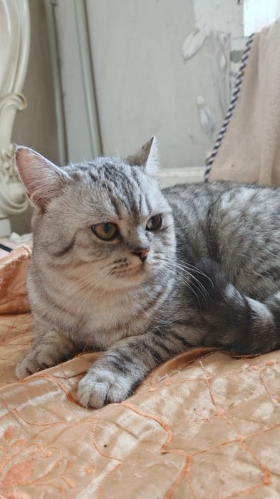 Кот Шотландец Скоттиш Страйт