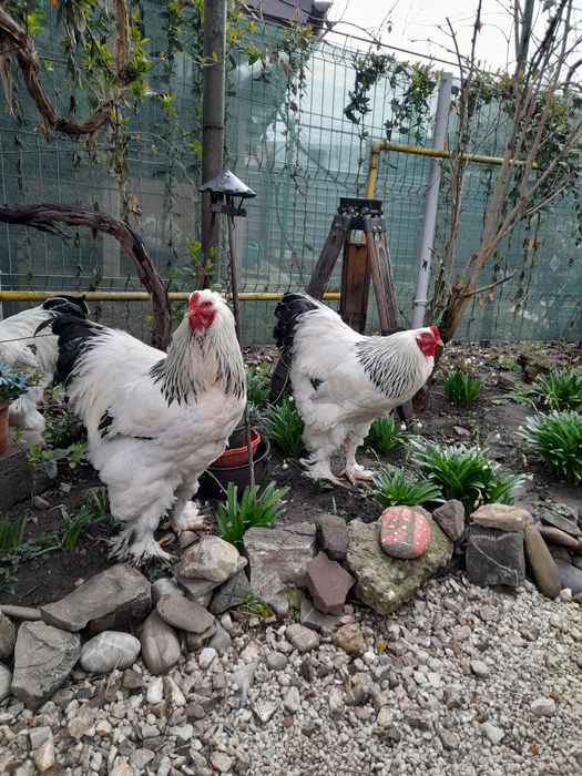 Ouă și pui Brahma Uriaș,Rase Mixte,Cochinchina PITIC, Mii de FLORI