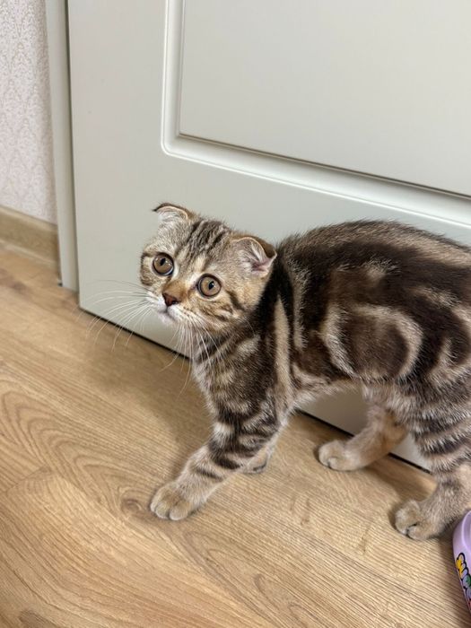 Котенок 4 месяца отвественым людям только