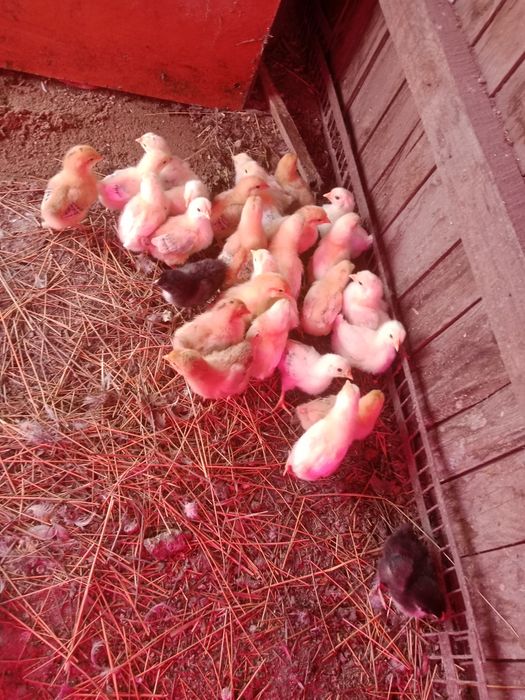 Продам цыплят , домашние !