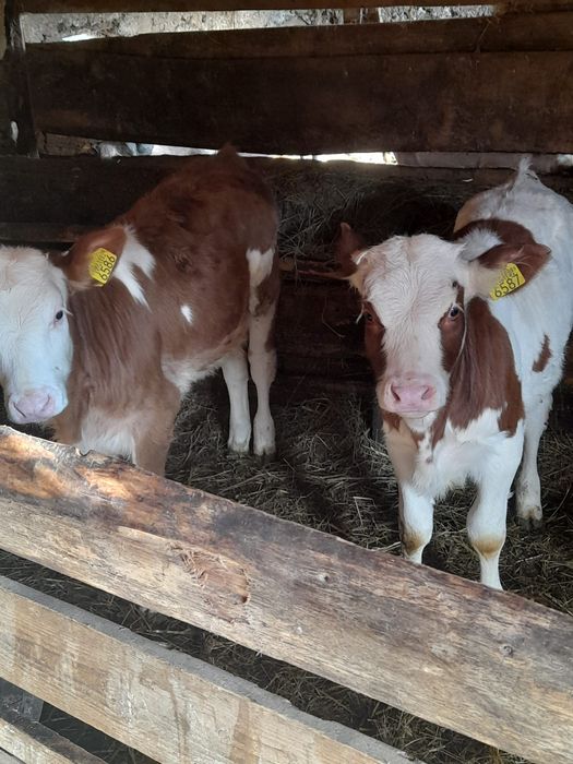 De vânzare  doua vitele și un taur