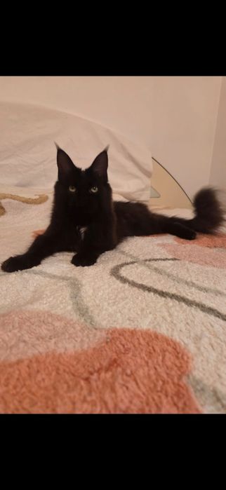 Fetita Maine Coon xxl