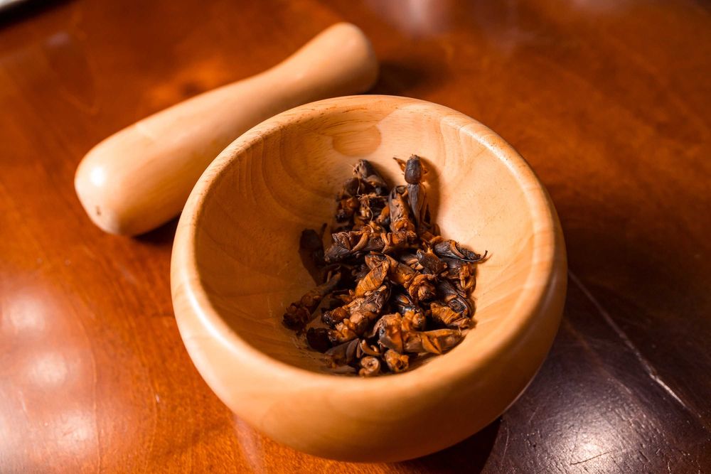 Продаю азиатскую медведку с о. Хайнань