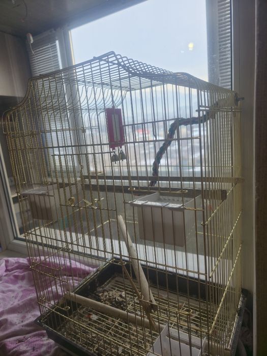 Розело красный самец молодой