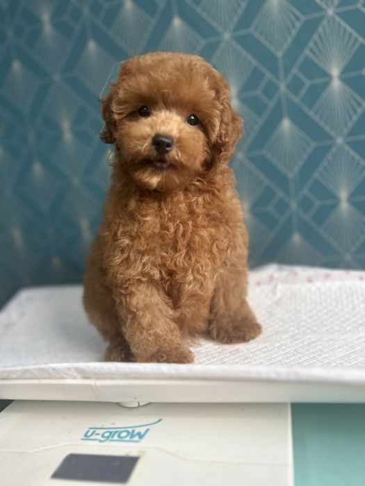 Poodle Toy  ,Caniche rasa pura,Pedigree FCi