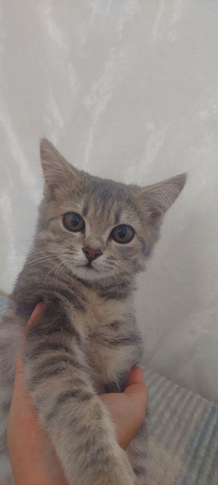 Срочно Котёнок девочка ишет себе хозяйку