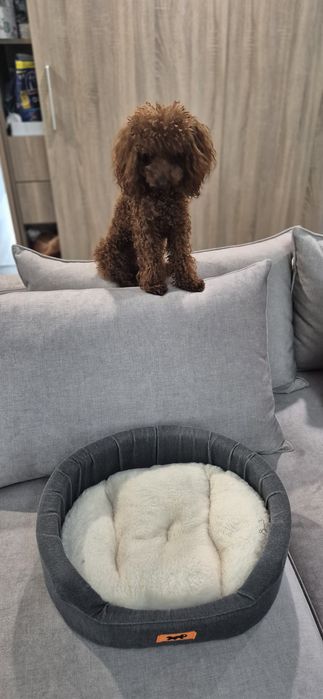 Аксесоари за домашни любимци