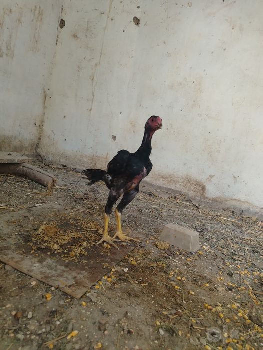 Dakan jo'ja sotiladi