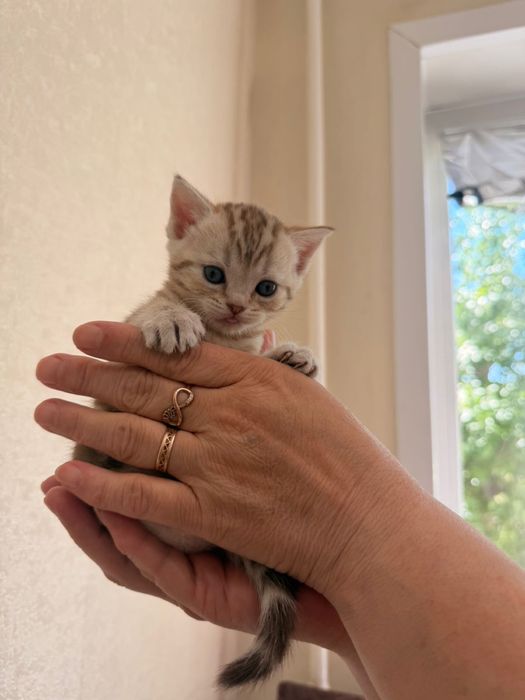 Продам шотладских котят