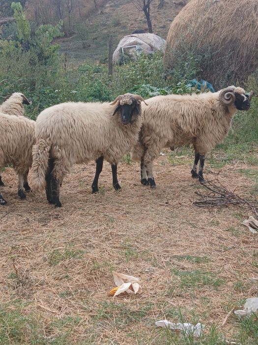 Oii prima fatare si un berbeac