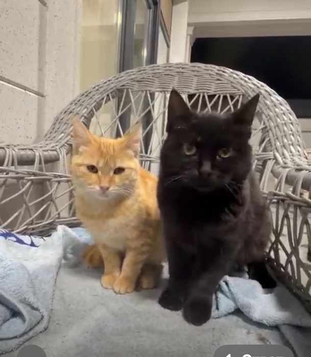 Вислоухие котята