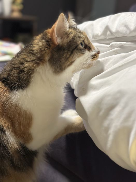 Подарявам котка женска
