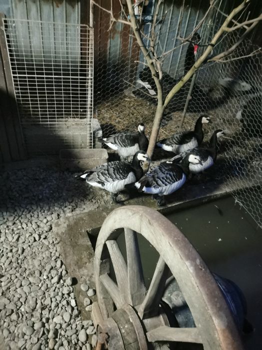 Gâște călugăr.. Schimb