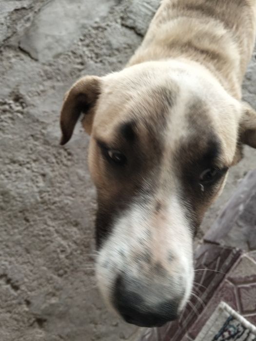 Itmizni kuchuk paytidan ozi Miz karta qilganmiz