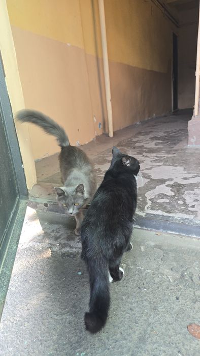 Mushuklar ogil bila qiz bola damashni uyga organgan  1 yoshdan oshdi