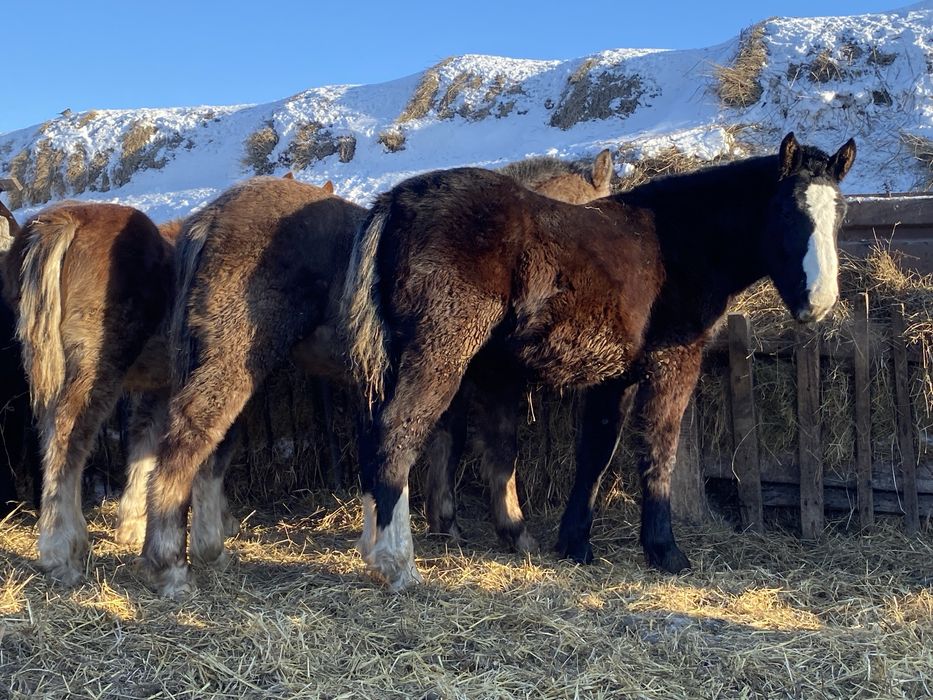 Продам жеребят 8-9 месяцев