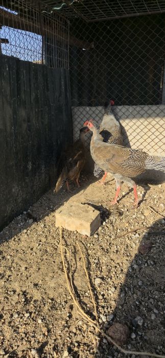 Серебряный фазан