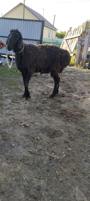 Продам барана, кочкар