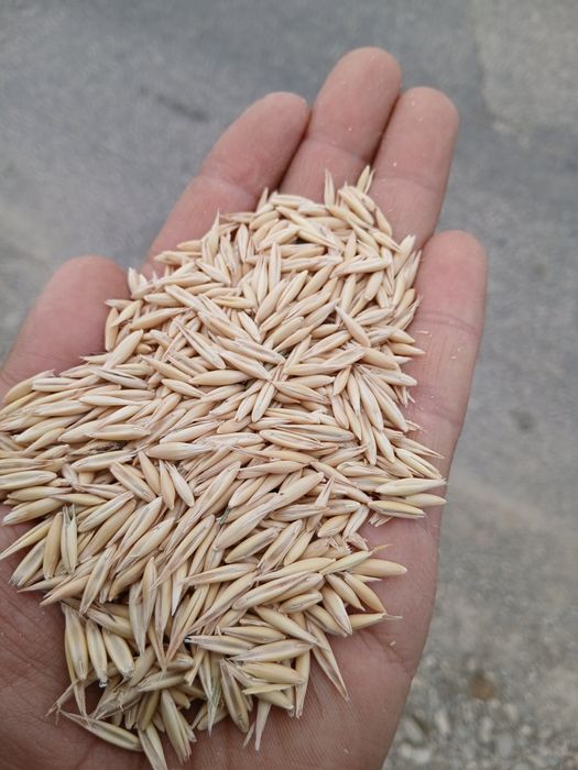 Vând semințe de ovăz selectată