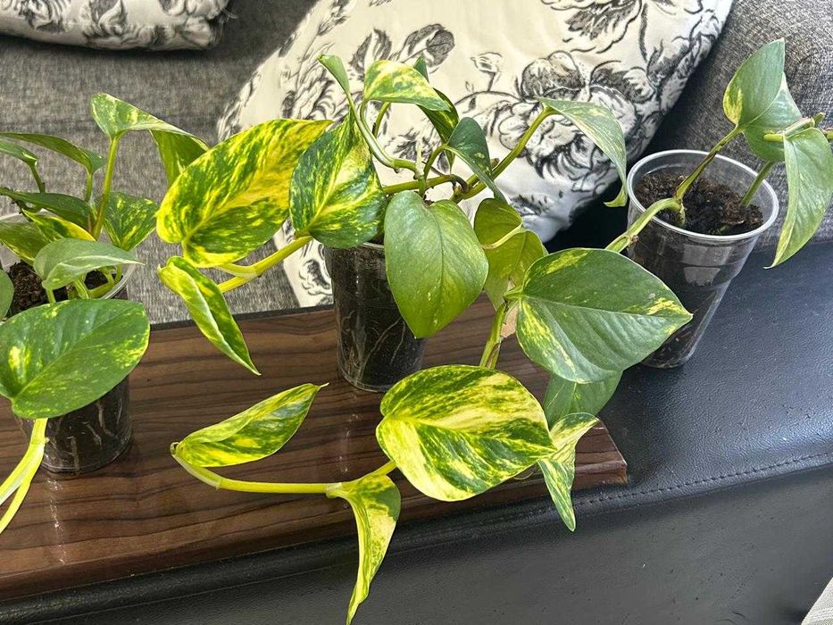 Продам цветы для офиса и дома