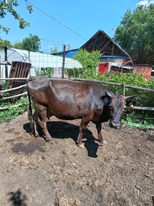 Продаётся корова