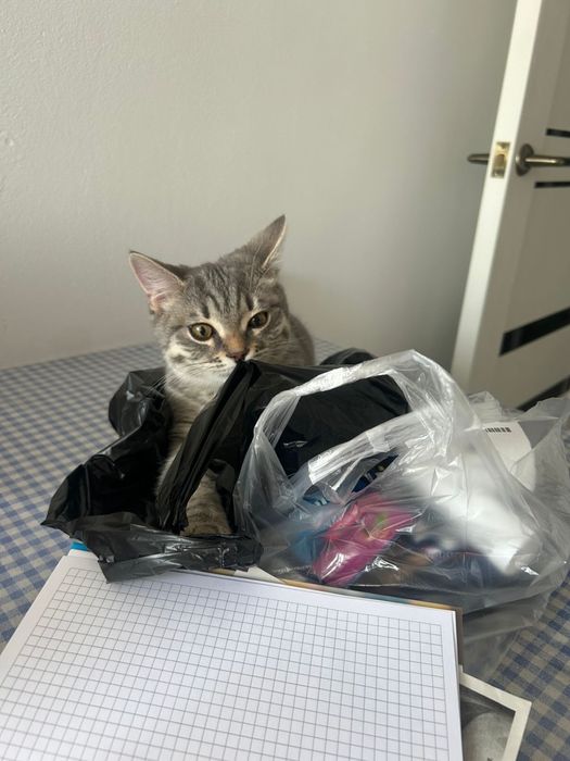 Продается кошка шотландка