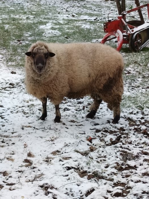 Vand berbec rasa suffolk