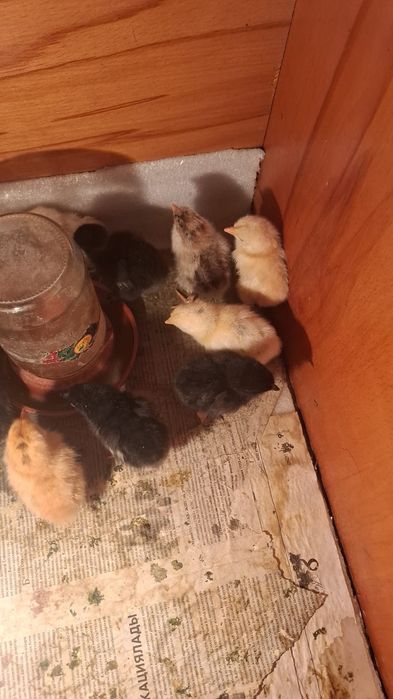 Цыплята продам суточные