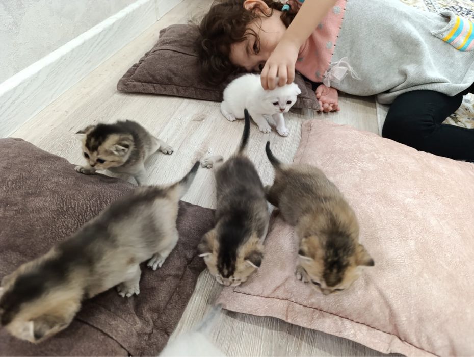 Шотландские шиншиллы