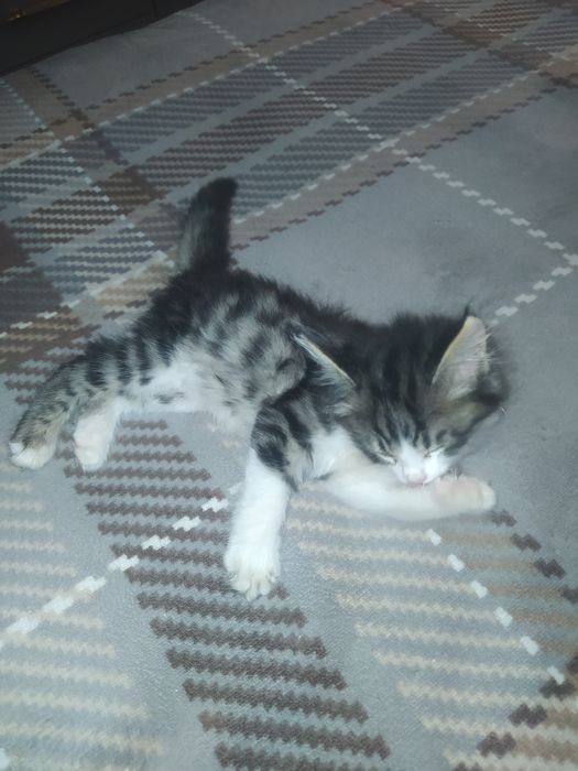 Mushuk sotiladii