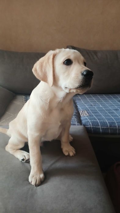 Продаётся Лабрадор