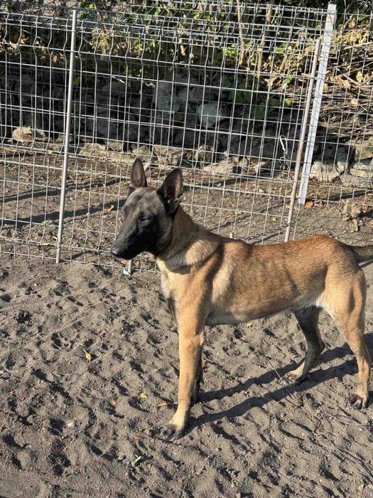 Белгийска овчарка