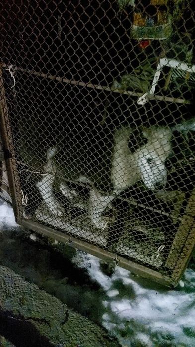 Kafolat beriliadi alabay zoti toza