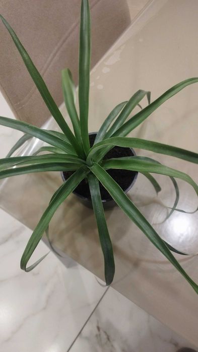 Цветок комнатный АНАНАС