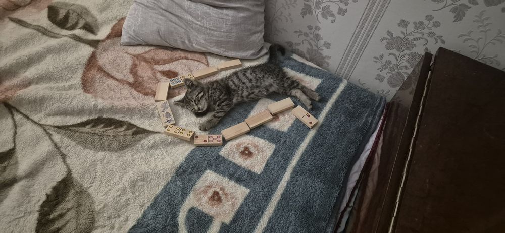 отдам котёнка в хорошие руки