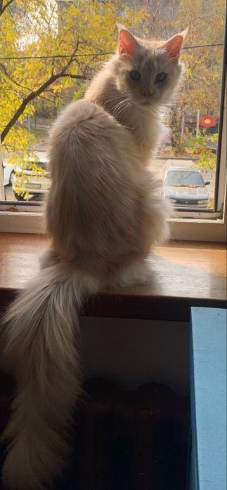 девочка мейнкун с родословной