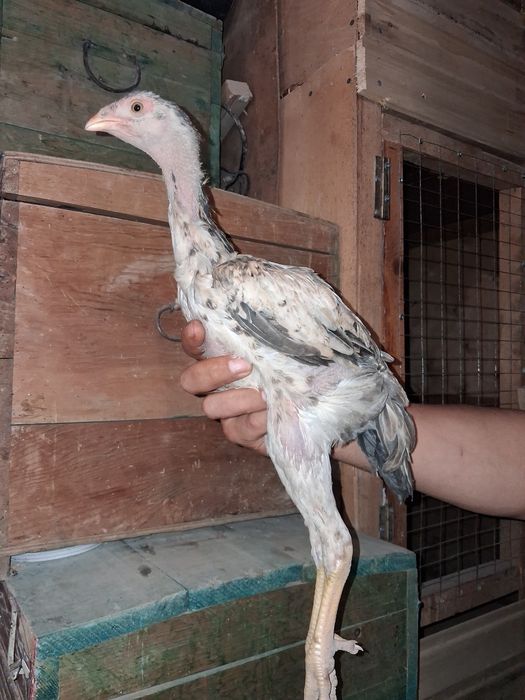 Продам бойцовых курочек