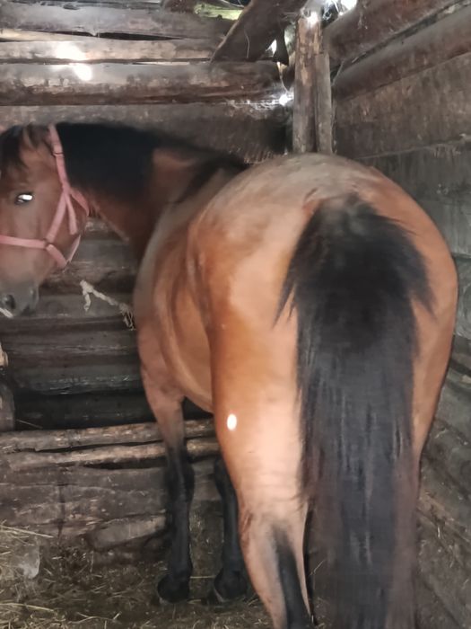Продам с откорма 5 жасар бие.